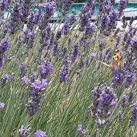 Agriturismo Cascina Aurora