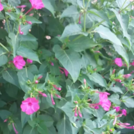 Agriturismo Cascina Aurora Agroturismo *