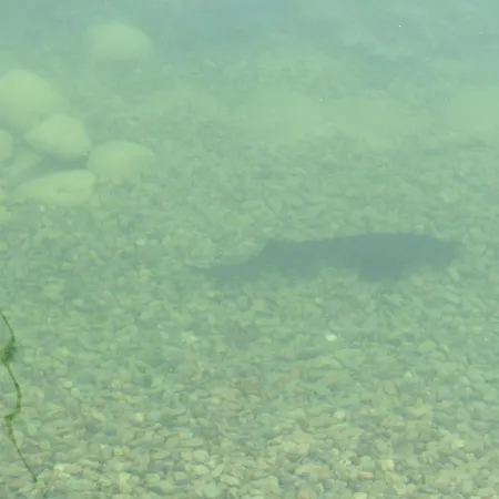 Фермерский дом Agriturismo Cascina Aurora