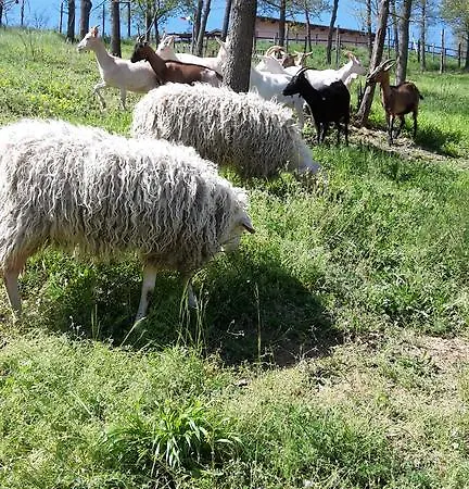 Фермерский дом Agriturismo Cascina Aurora *