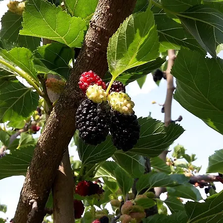 Agriturismo Cascina Aurora * Акви Терме
